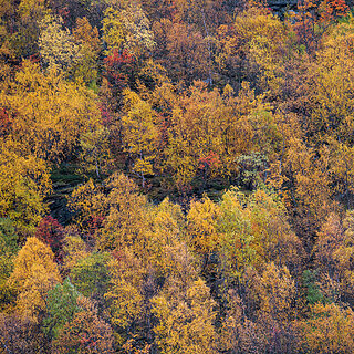 Oteren - Signaldalen - Autumn colors